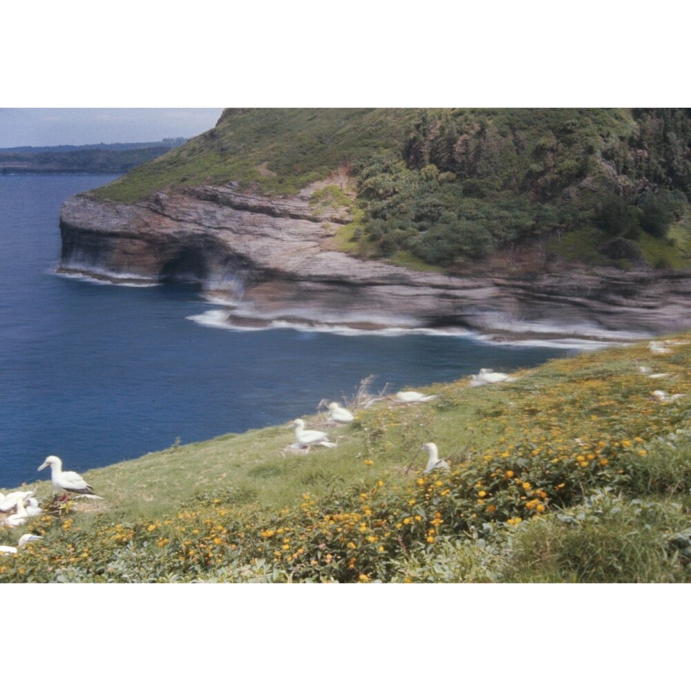 1960s Kodak 35mm Slide Hawaii Travels, gannet nesting colony (5) - Picture 1 of 1